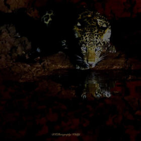 nightshot-leopard-wild-wonders-slider-500×500-1