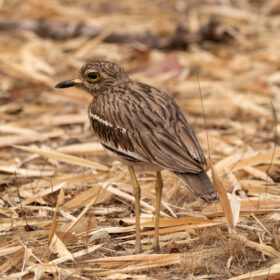 thickknee-wild-wonders-slider-500×500-1