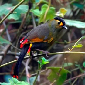 Bugun-Liocichla-Eagle-Nest-slider-500×500