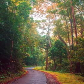 Colorful-natural-forest-view-of-Chidiya-Tapu-road-Port-Blair-Sagar-Kumar-slider-500×500