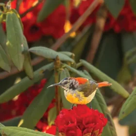 Fire-tailed-Sunbird-500×500