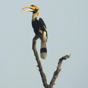 Great-Hornbill-Highlights-of-Sunderbans-and-Assam-slider-500×500