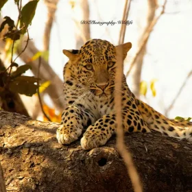 Leopard-rantahmbhore-national-park-slider-500×500
