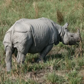 One-horned-rhinos-slider-500×500