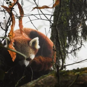 Red-Panda-sitting-tree-500×500