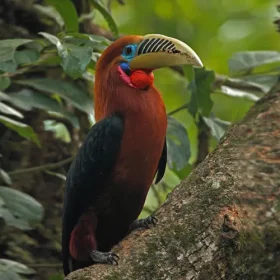 Rufous-necked-Hornbill-Namdapha-slider-500×500