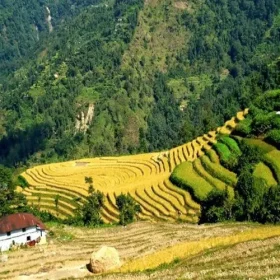 Terrace-fields-from-kalimpong-slider-500×500