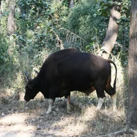 bison-from-kanha-slider-500×500
