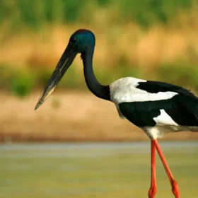 black-necked-stork-slider-500×500