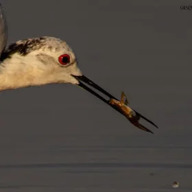 black-winged-stilt-wild-experiences-slider-500×500