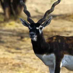 blackbuck-male-slider-500×500