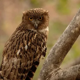 brown-fish-owl-slider-500×500
