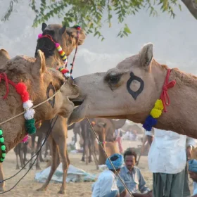 camels-slider-500×500