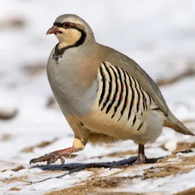 chukar-partridge-from-ulley-slider-500×500