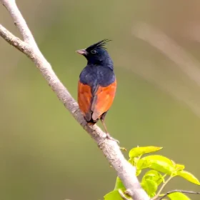 crested-bunting-slider-500×500
