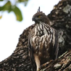 crested-hawk-eagle-highlights-of-karnataka-and-kerala-slider-500×500