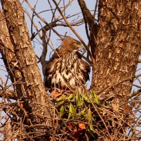 crested-hawk-eagle-slider-500×500