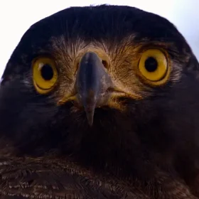 crested-serpent-eagle-slider-500×500