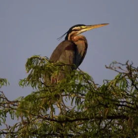 darter-wildlife-under-canvas-slider-500×500