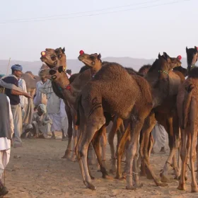 desert-camal-from-pushkar-slider-500×500