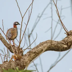 dudhwa-black-francolin-slider-500×500
