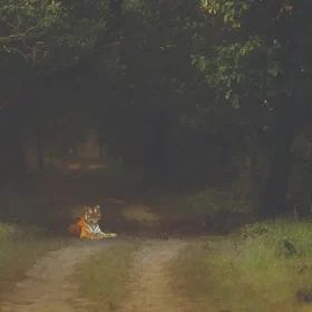dudhwa-image10