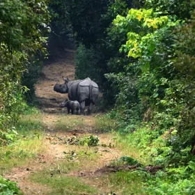 dudhwa-image16