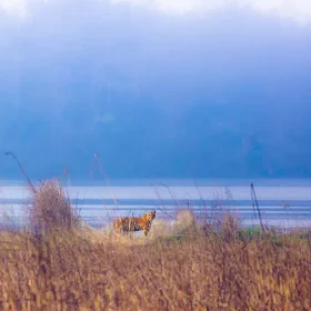 dudhwa-image9