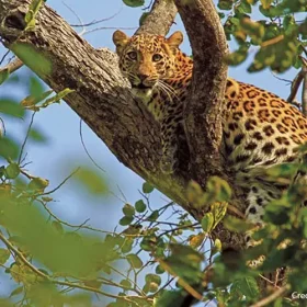 dudhwa-leopard-slider-500×500