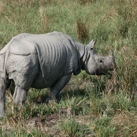 dudhwa-rhino-slider-500×500