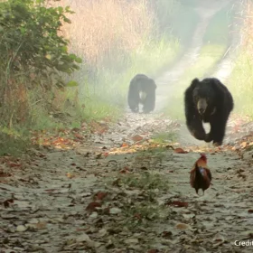 dudhwa-sloth-bear-slider-500×500