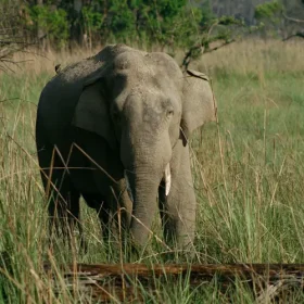 elephant-corbett-national-park-slider-500×500