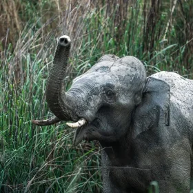 elephant-slider-500×500