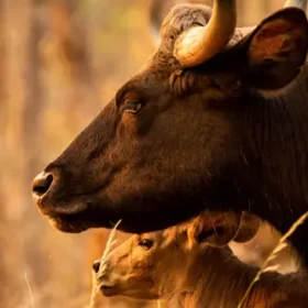 female-bison-baby-slider-500×500