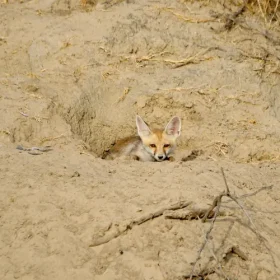 fox-pup-slider-500×500