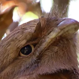frogmouth-slider-500×500