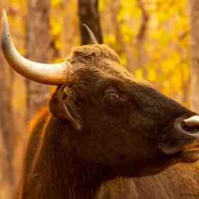 gaur-wildlife-with-taj-safari-lodges-slider-500×500