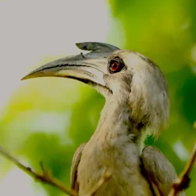 grey-hornbill-from-pench-slider-500×500