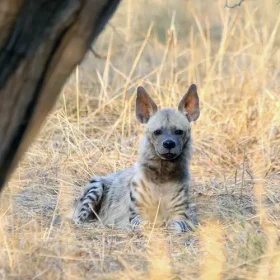 hyena-slider-500×500