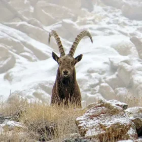 ibex-standoff-from-ulley-slider-500×500