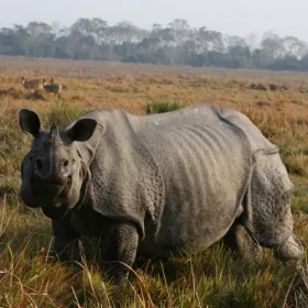 indian-one-horned-rhino-from-assam-slider-500×500