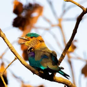 indian-roller-wild-wonders-slider-500×500