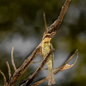 kanha-chestnut-headed-bee-eater-slider-500×500