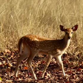 kanha-deer-fone-slider-500×500