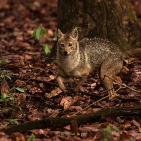 kanha-jackal-slider-500×500