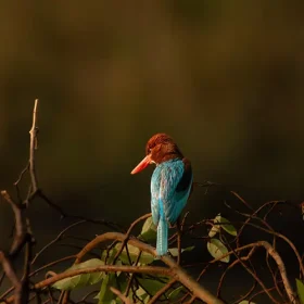 kanha-kingfisher-slider-500×500