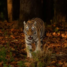 kanha-neelam-front-walk-slider-500×500