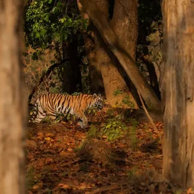 kanha-neelam-side-walk-slider-500×500