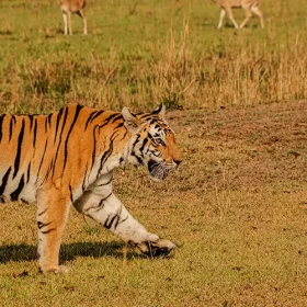 kanha-neelam-slider-500×500