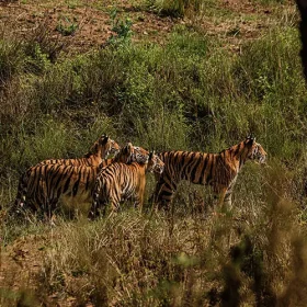 kanha-neelam-with-cubs-slider-500×500